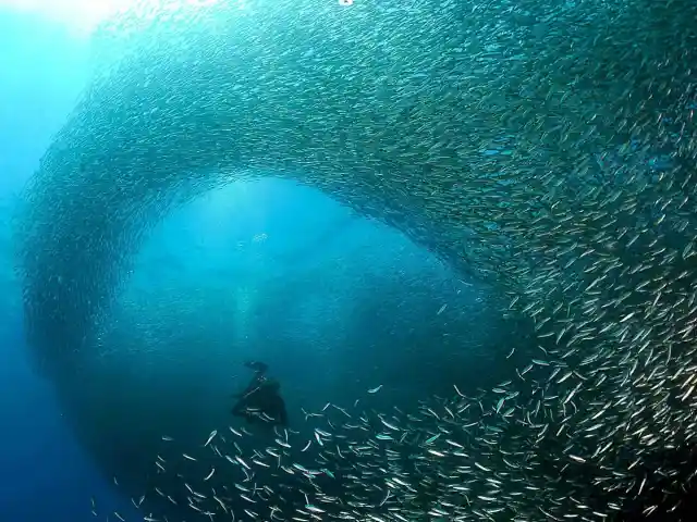 The Sardine Run