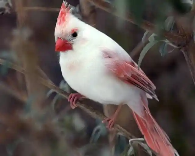 #10. Albino Cardinal