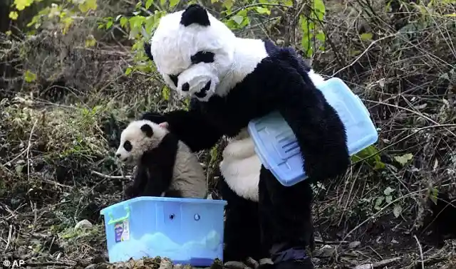 Keeping Pandas Alive