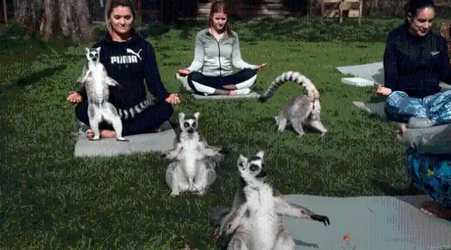 Do Outdoor Yoga With Lemurs In England