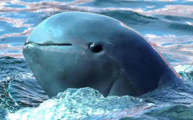 Irrawaddy Dolphin