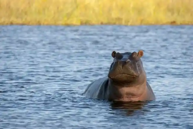 #12. Hippopotamus