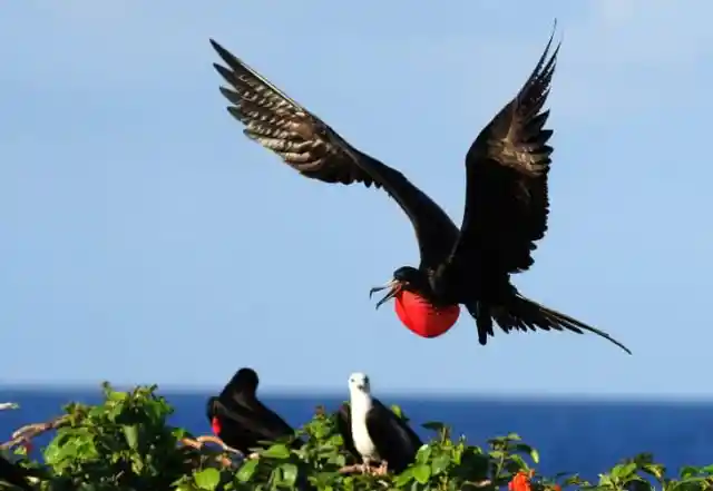 Magnificent Frigatebird