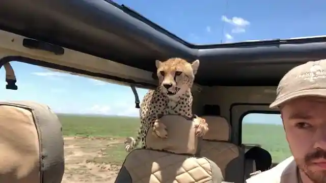 Baby Cheetah