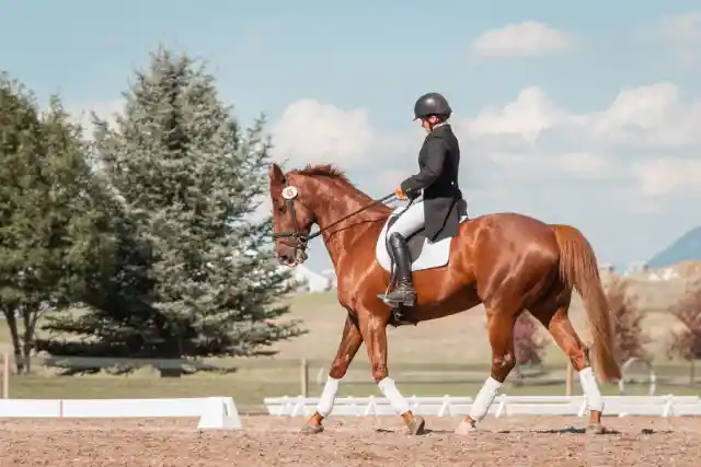 Horse Dancing