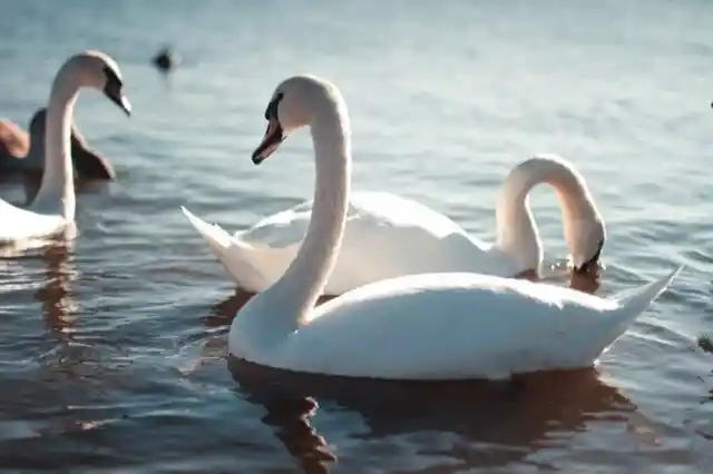 Swans