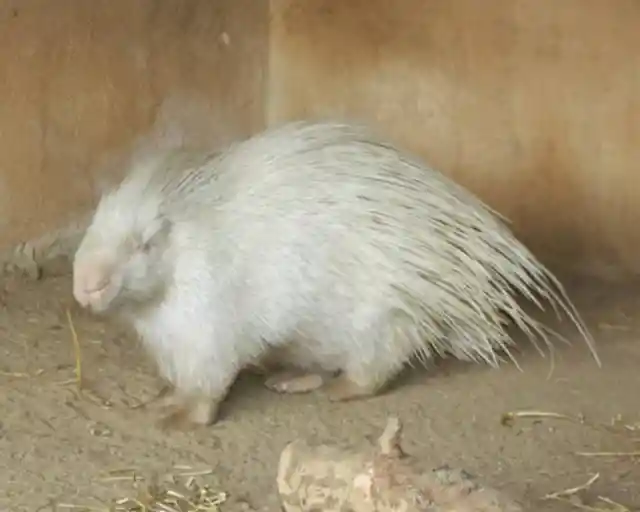 #17. Albino Porcupine