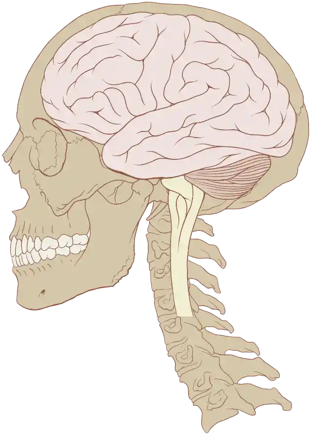 #9. Humans use only 10% of their brains