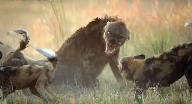 Hyena Matriarch