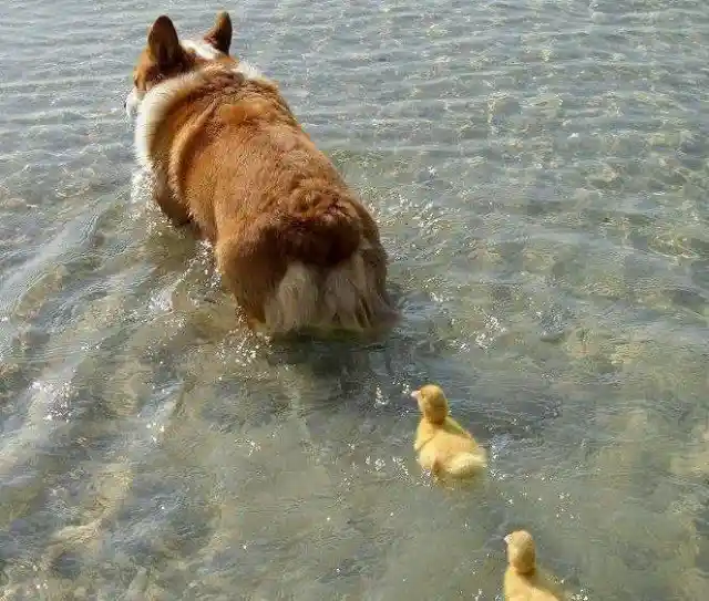 #15. The Corgi And The Ducks