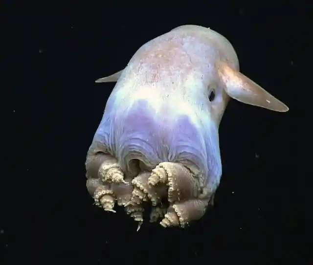 #4. Dumbo Octopus