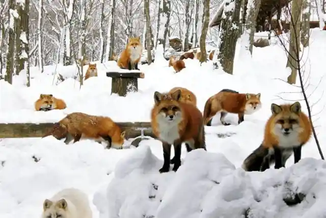 Foxes At Zao Fox Village, Japan