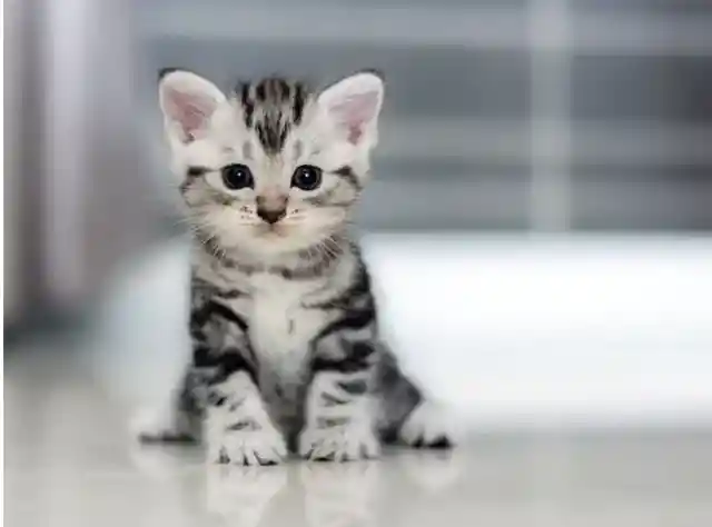 #14. An Interesting Kitten