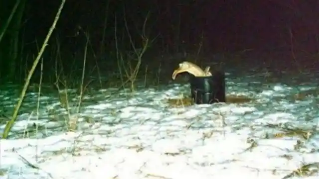 These Are The Strangest Wildlife Moments Ever Caught On Trail Cams