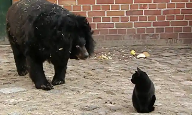 Everyone Was Shocked When A Cat wandered Into A Bear Enclosure