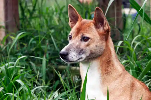 #19. New Guinea Singing Dog