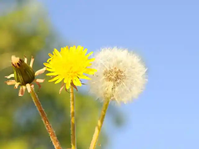 The Truth Behind The Dandelion