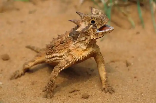 #7. Horned Lizards