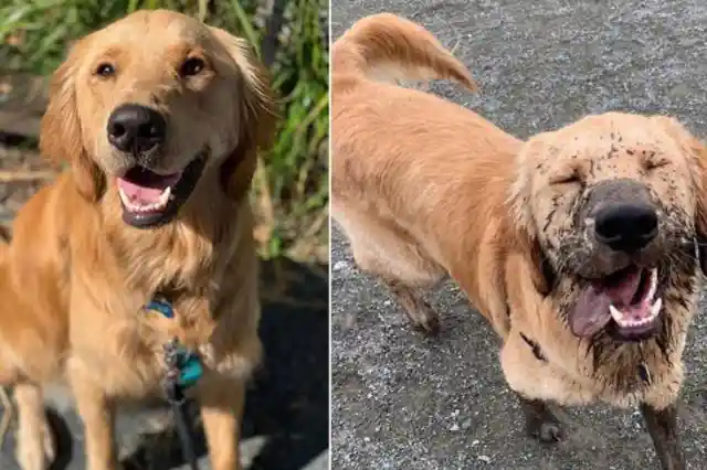 The Most Amusing Photos Of People's Dogs Covered In Mud