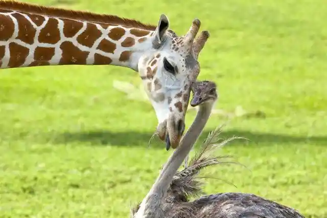 Bea The Giraffe & Wilma The Ostrich