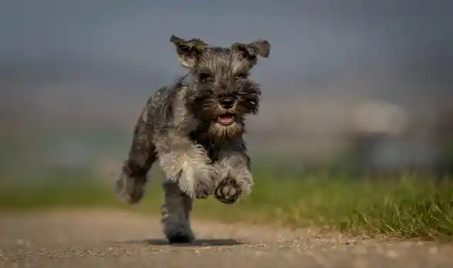 #29. Miniature Schnauzer