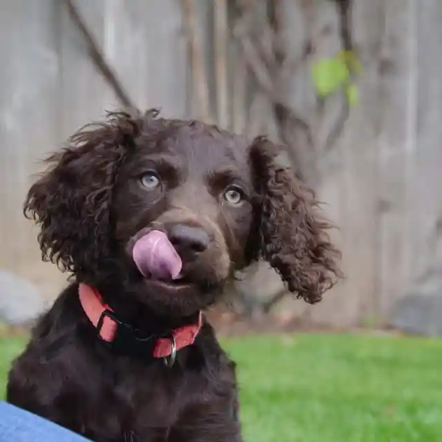 #20. Boykin Spaniel