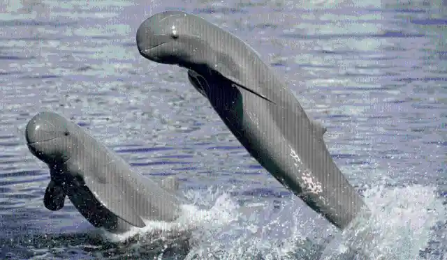 #29. Irrawaddy Dolphin