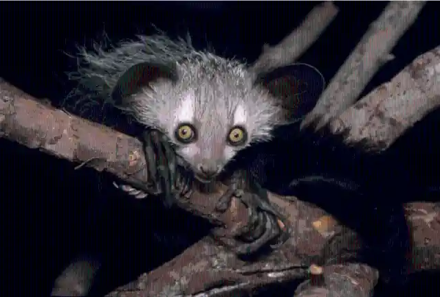 #22. Aye-Aye