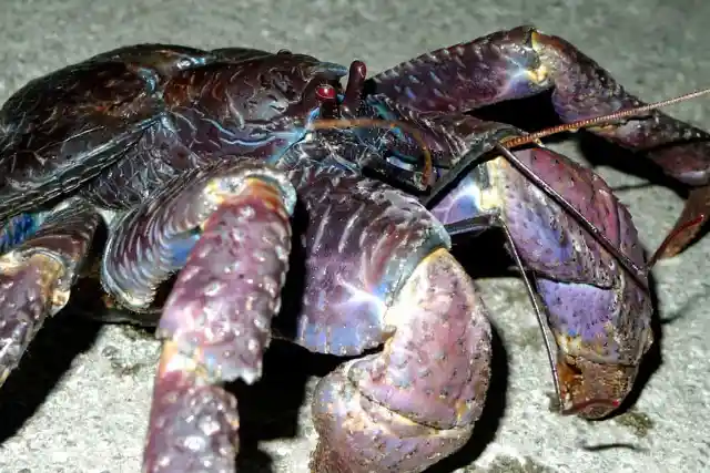 Coconut Crab