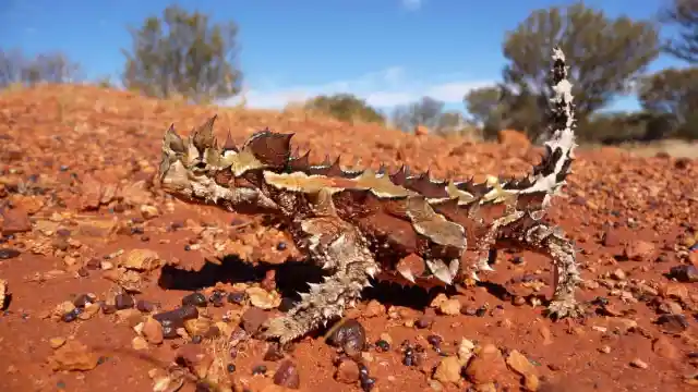 Thorny Devil