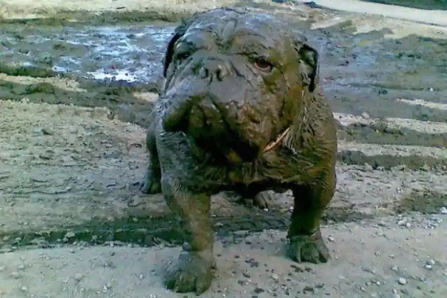 These Photos Of Dogs Covered In Mud Will Make Your Day