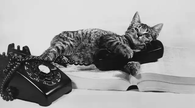 Researchers Turned A Live Cat Into A Telephone In 1929