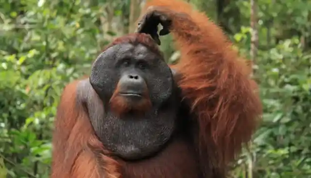 #18. Orangutans