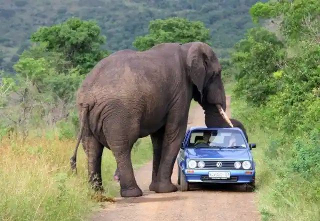 A Curious Elephant