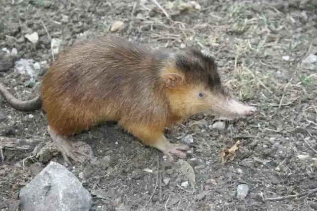 Solenodon