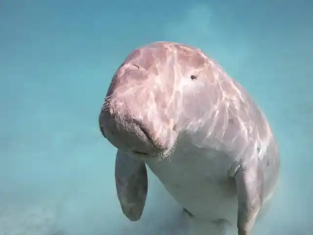 Papua New Guinea – Dugong