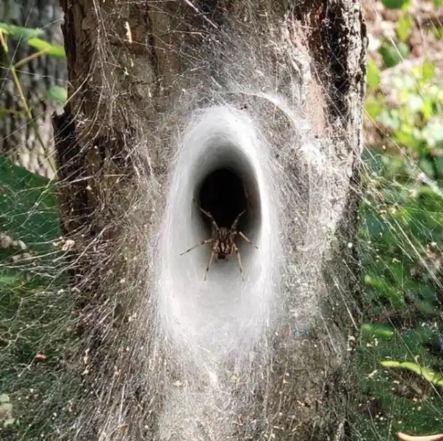 Spider Web Tunnel