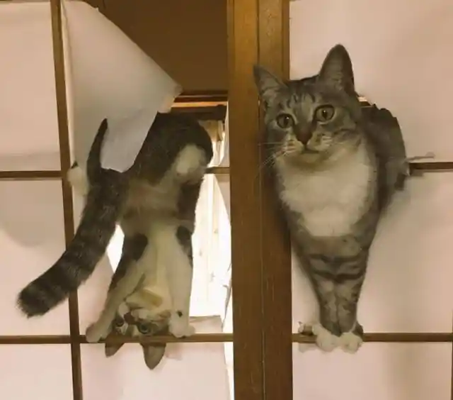 Catolympics 2020