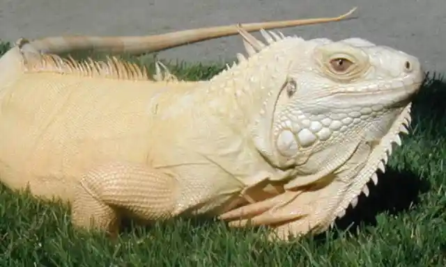 Albino Iguanas