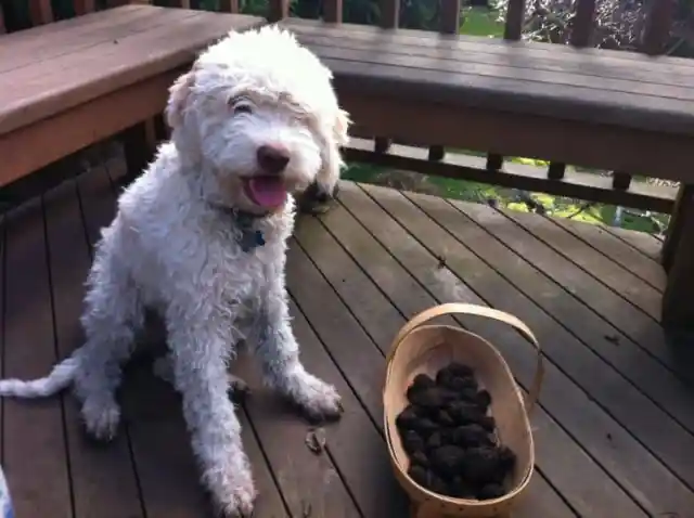 #12. Lagotto Romagnolo