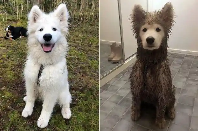 Check Out These Photos Of People's Dogs Covered In Mud