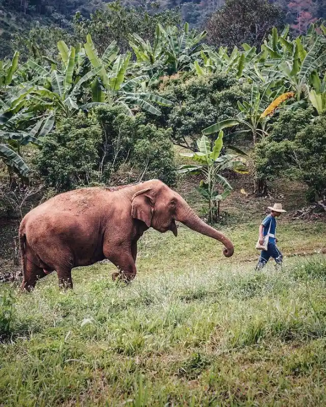 Thailand Wildlife