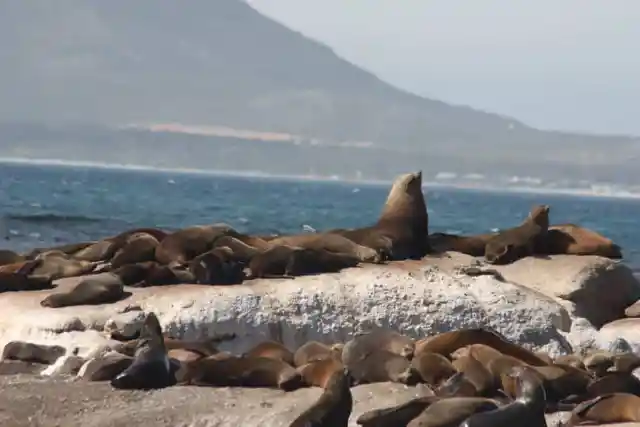 Seals At Seal Island, South Africa