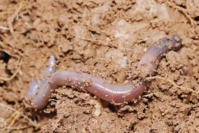 #6. A severed earthworm will regenerate into two earthworms