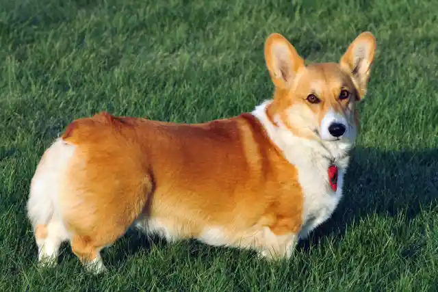 #26. Welsh Corgi