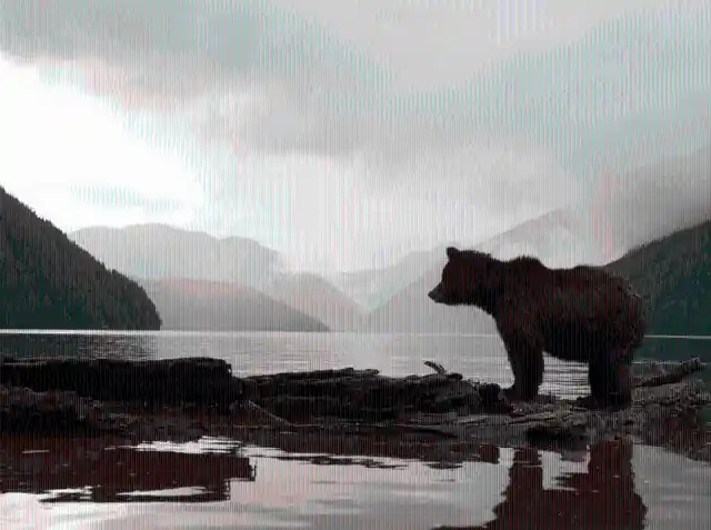 Spot Spirit Bears In Canada