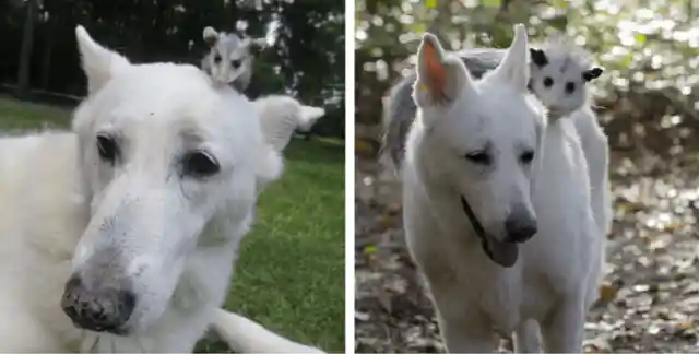 How A Baby Opossum And A Hero Dog Became Best Friends