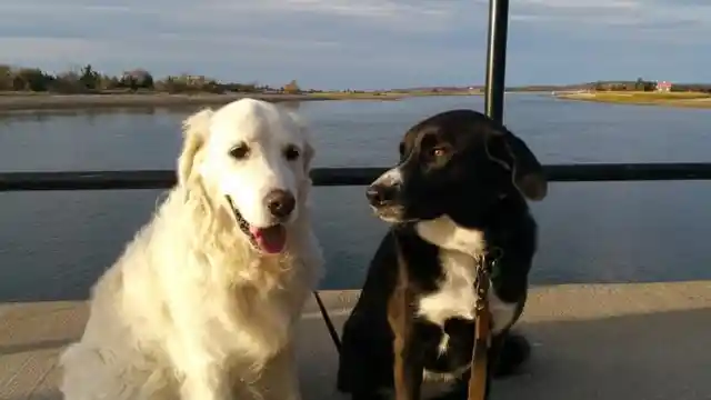 Brave Dog Sees Drowning Deer - His Reaction Will Leave You In Awe