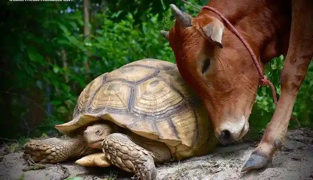 The 25 Most Unbelievable Friendships Between Animals