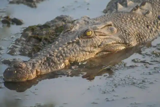 Saltwater Crocodiles